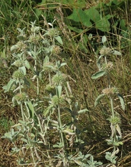 Marrubium incanum