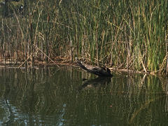 Actinemys marmorata marmorata