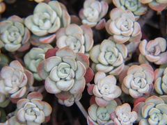 Sedum spathulifolium