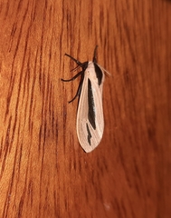 Creatonotos gangis-interrupta agg