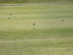 Pluvialis fulva