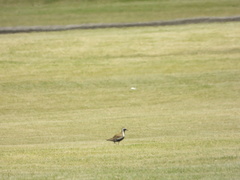 Pluvialis fulva