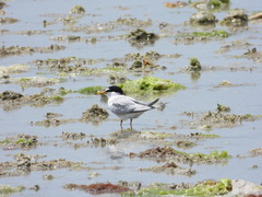Sternula albifrons