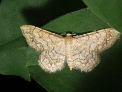 Idaea moniliata