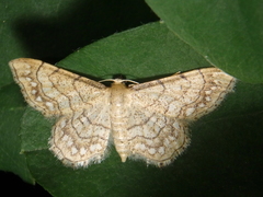 Idaea moniliata