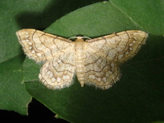 Idaea moniliata