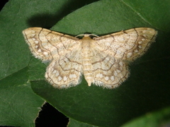 Idaea moniliata