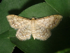 Idaea moniliata