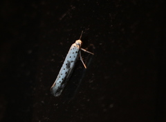 Yponomeuta irrorellus