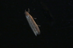 Helcystogramma triannulella