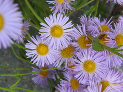Erigeron subtrinervis