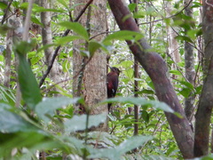 Dendrocopos noguchii