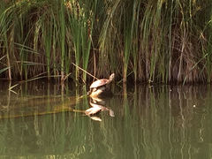 Actinemys marmorata marmorata