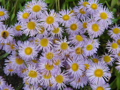 Erigeron subtrinervis