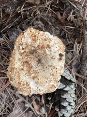 Russula vesicatoria