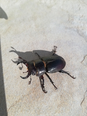 Lucanus barbarossa