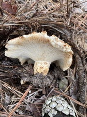 Russula vesicatoria