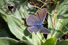 Cyaniris semiargus