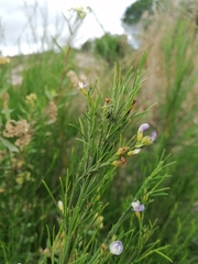 Psoralea filifolia