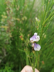 Psoralea filifolia