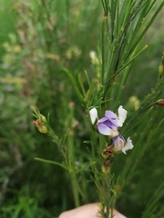 Psoralea filifolia