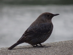 Monticola solitarius