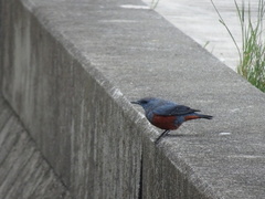 Monticola solitarius