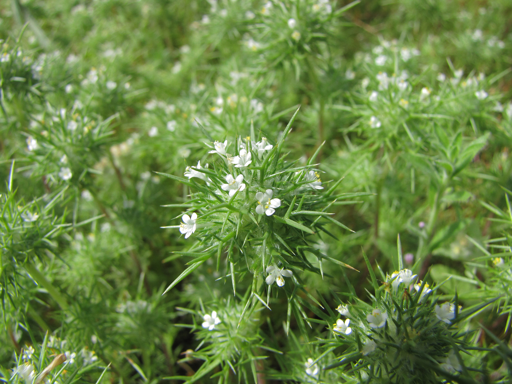 needleleaf navarretia (Vernal Plant Species of the California South