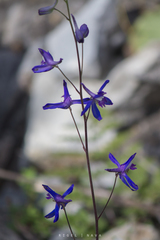 Delphinium madrense