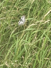 Melanargia galathea