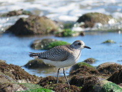 Pluvialis squatarola