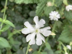 Silene latifolia