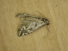 Pelochrista serpentana