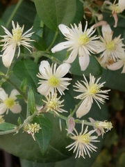 Clematis vitalba
