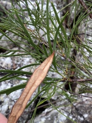 Stenocarpus angustifolius