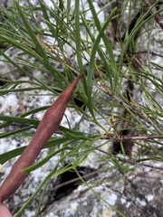 Stenocarpus angustifolius