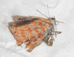 Hypochrysops apelles