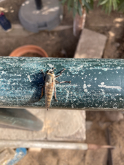 Promachus latitarsatus