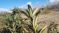 Eriodictyon trichocalyx lanatum