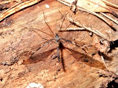 Leptotarsus binotatus