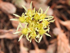 Petrosedum ochroleucum