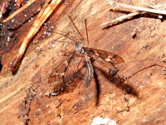 Leptotarsus binotatus