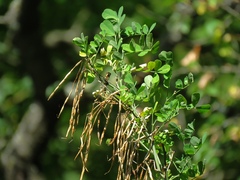 Hippocrepis emerus emeroides