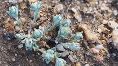 Stylocline gnaphaloides