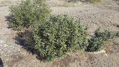 Eriodictyon trichocalyx lanatum