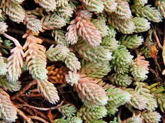 Petrosedum ochroleucum