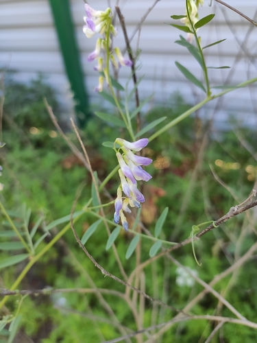 Image of Vicia biennis by (c) KAnatoliy, some rights reserved (CC BY)