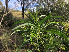 Acacia neriifolia