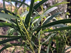 Acacia neriifolia