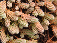 Petrosedum ochroleucum